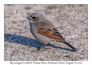 Bay-winged Cowbird