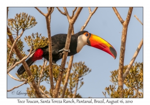 Toco Toucan