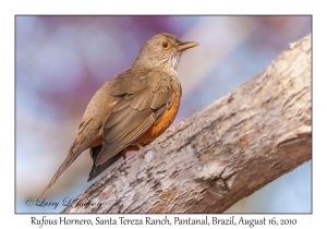 Rufous Hornero