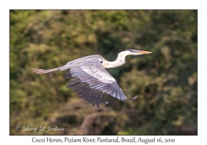 Cocoi Heron