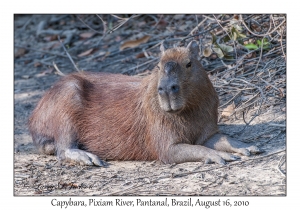 Capybara