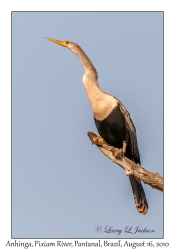 Anhinga