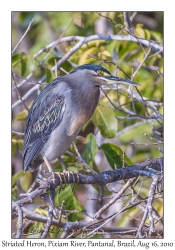 Striated Heron