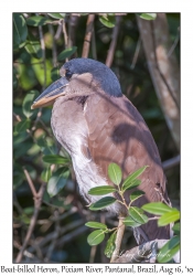 Boat-billed Heron