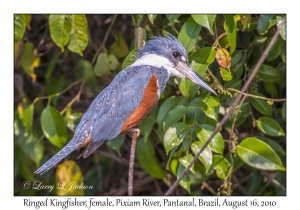 Ringed Kingfisher