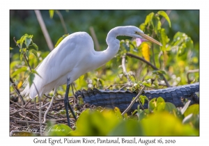 Great Egret