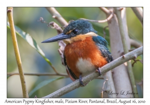 American Pygmy Kingfisher