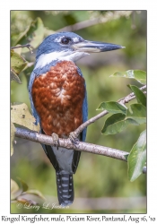 Ringed Kingfisher