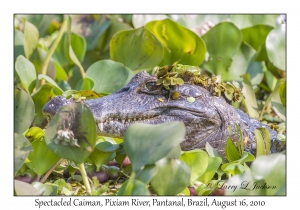 Spectacled Caiman