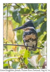 Green Kingfisher