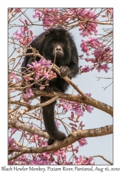 Black Howler Monkey