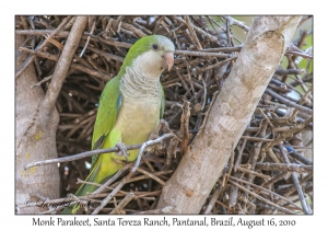 Monk Parakeet