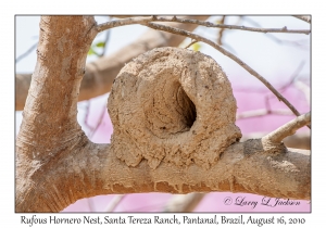 Rufous Hornero nest