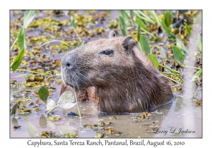 Capybara