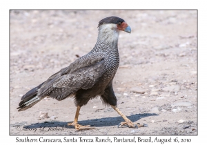 Southern Caracara