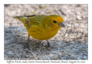 Saffron Finch