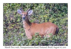 Marsh Deer