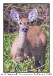 Marsh Deer