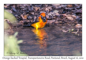 Orange-backed Troupial