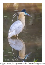 Capped Heron