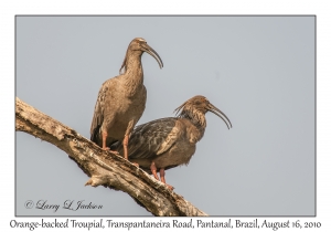 Plumbeous Ibis