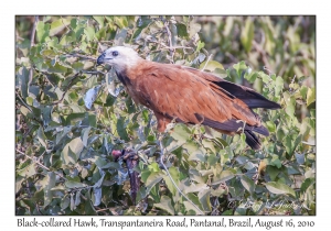 Black-collared Hawk