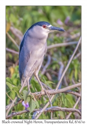 Black-crowned Night-Heron