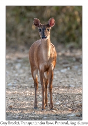 Gray Brocket