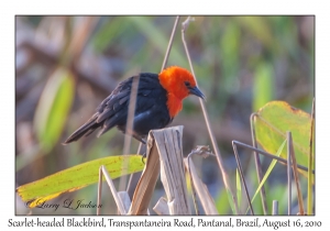 Scarlet-headed Blackbird