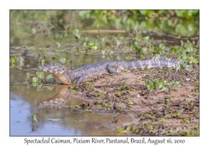 Spectacled Caiman
