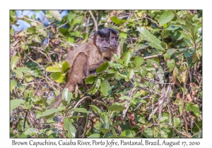 Brown Capuchins