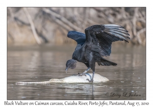 Black Vulture on Spectacled Caiman carcass