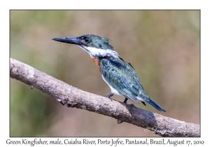 Green Kingfisher