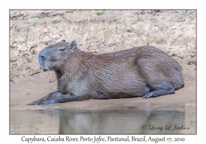 Capybara