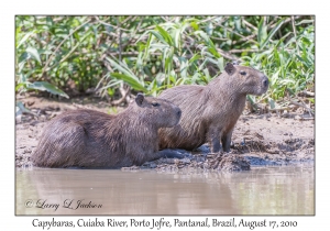 Capybaras