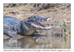 Spectacled Caiman