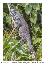 Green Iguana