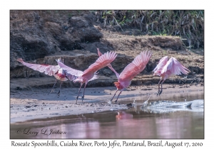 Roseate Spoonbills