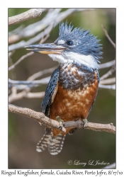 Ringed Kingfisher