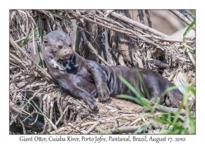 Giant Otter