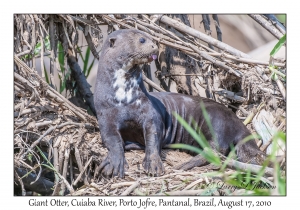 Giant Otter