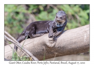 Giant Otter