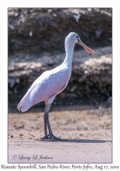 Roseate Spoonbill