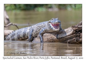 Spectacled Caiman