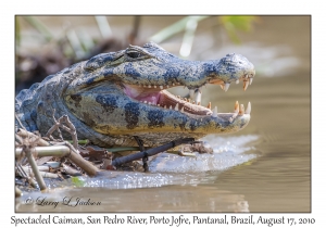 Spectacled Caiman