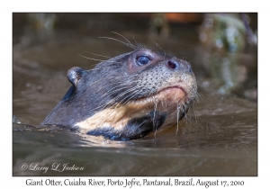 Giant Otter