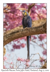 Hyacinth Macaw