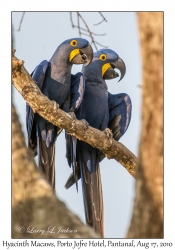 Hyacinth Macaws