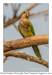 Monk Parakeet