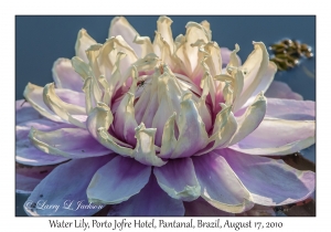 Water Lily